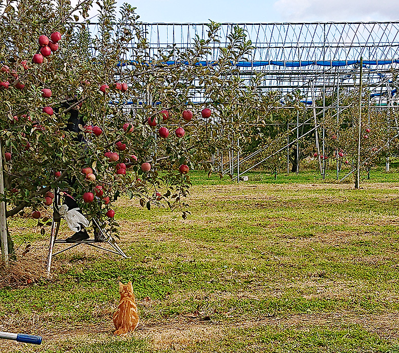 りんご「サンふじ」の収穫の様子