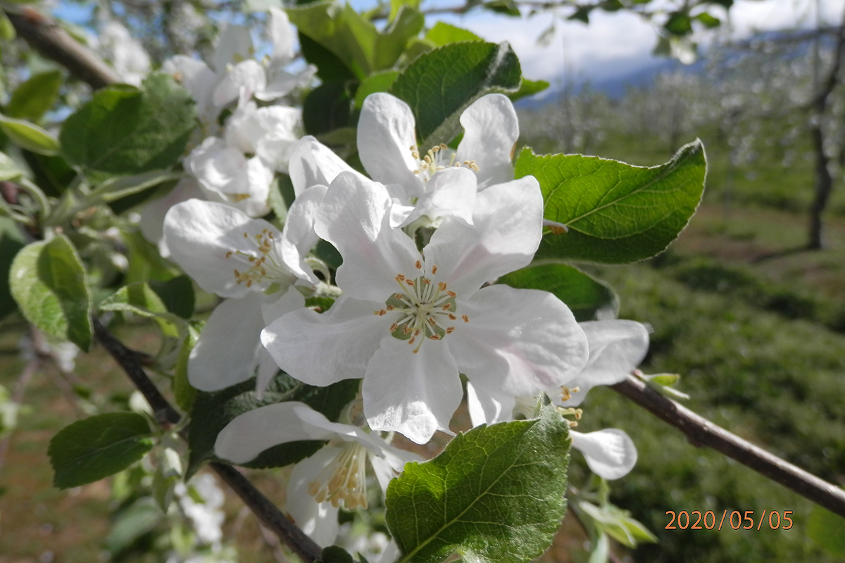りんご「ふじ」の白い花