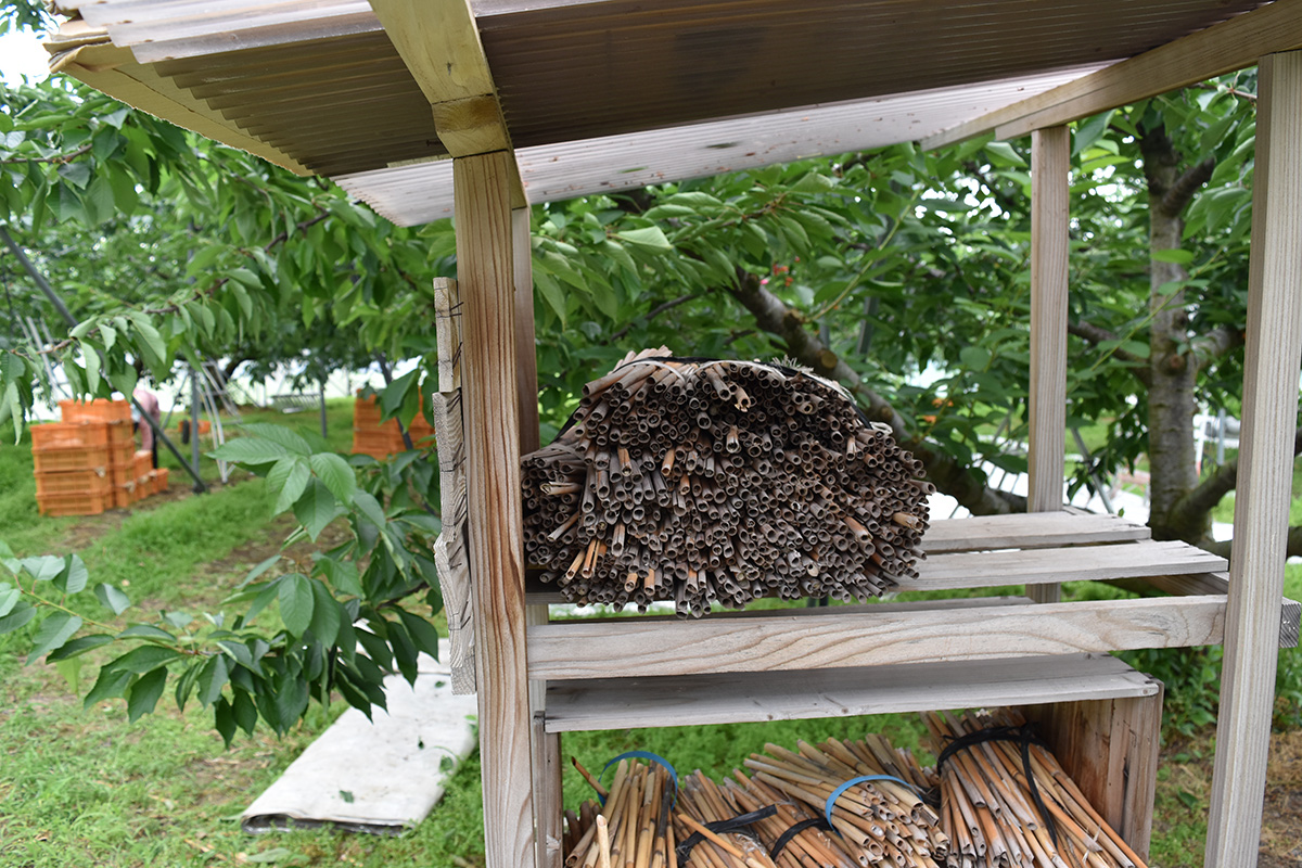 さくらんぼの受粉を手助けする蜂マメコバチが住む巣