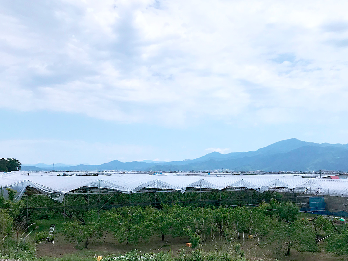梅雨に備えて山形県東根市のさくらんぼ果樹園は一斉にビニール屋根をかけるのであたり一面が海のように白い屋根が続く風景になる